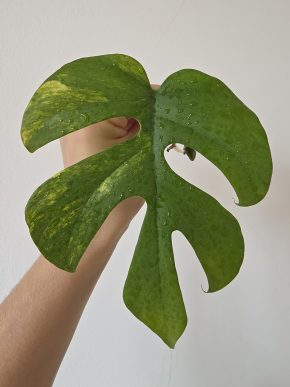 Rhaphidophora tetrasperma variegata AUREA monstera minima