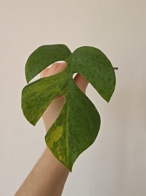 Rhaphidophora tetrasperma variegata AUREA monstera minima