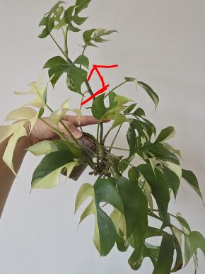 Rhaphidophora tetrasperma variegata monstera minima