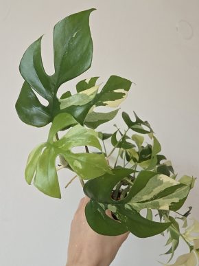 Rhaphidophora tetrasperma variegata monstera minima