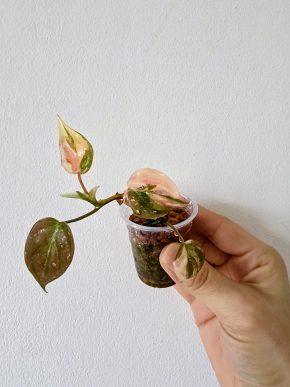 Philodendron micans variegated