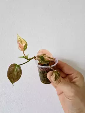 Philodendron micans variegated