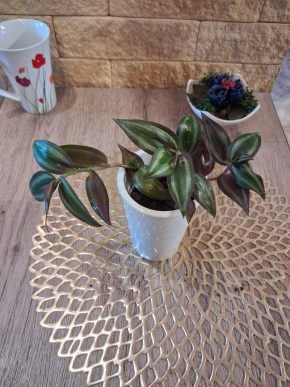 Tradescantia Zebrina