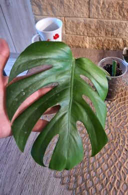 Monstera