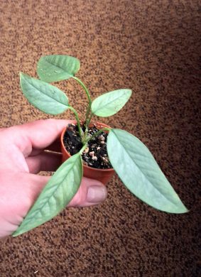 Epipremnum Cebu Blue