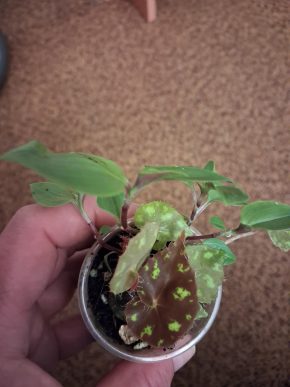 Begonie+ tradescantie