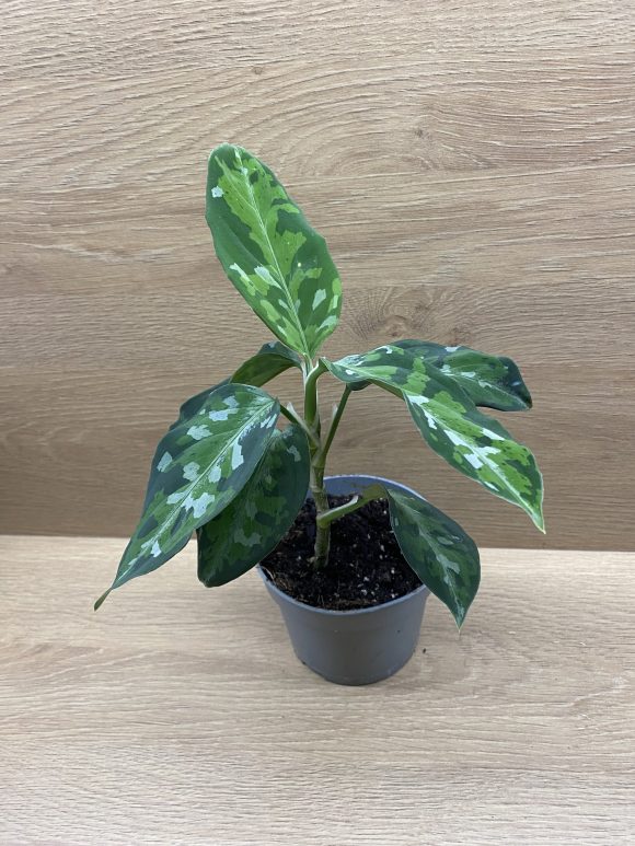 aglaonema-tricolor.jpg