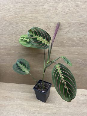 Maranta Fascinator