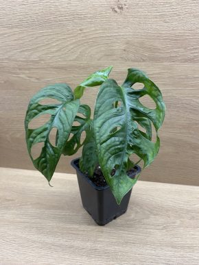 Monstera Adansonii Monkey Mask
