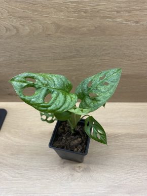 Monstera Adansonii Mint