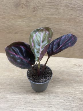 Calathea roseopicta 'Princess Jessie'