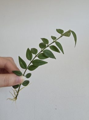 Hoya bella - vrchol s kořínky