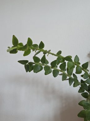 Hoya chinghungensis - řízek