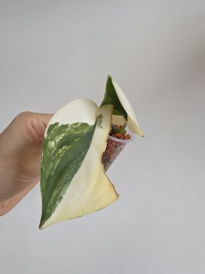 Scindapsus Jade Satin albo variegated