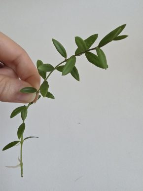 Hoya engleriana - řízek