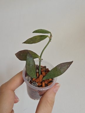 Hoya lacunosa Barang Terengganu