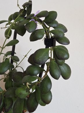 Hoya panchoi - rizek