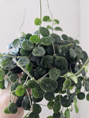 Hoya serpens - řízek