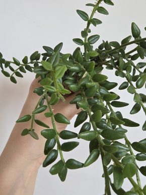 Hoya vaccinioides aka weebella - řízek