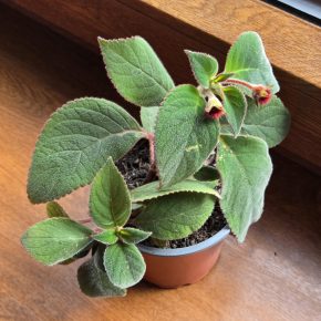 Kochlera,  2 výhony