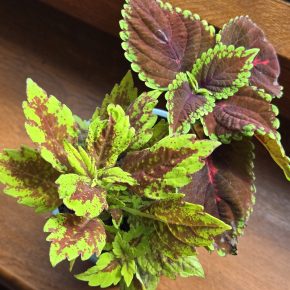 Kopřivy kropenatá + bordó zelená