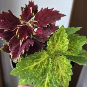 Kopřivy zelenožlutá + bordó třapatá