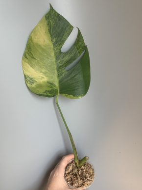 Monstera deliciosa Green on Green variegata