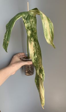 Philodendron holtonianum variegata