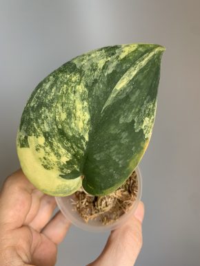 Scindapsus Silver Green on Green var.