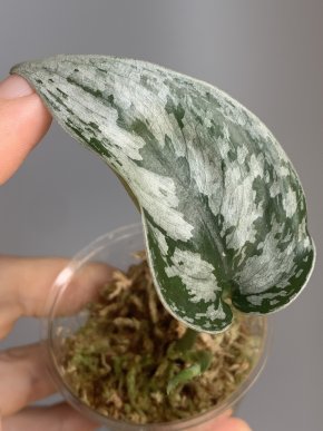 Scindapsus Archipelago mutation