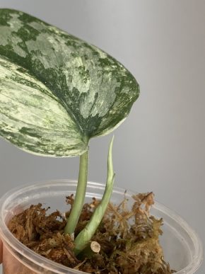 Scindapsus Exotica Las Rayas