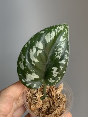 Scindapsus Exotica Black