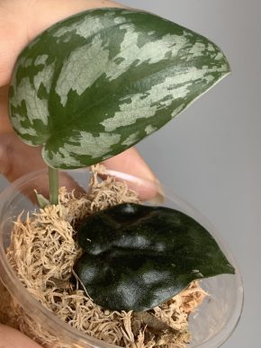 Scindapsus Black Mamba