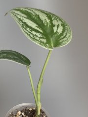 IMG_9676.jpeg