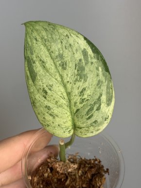 Scindapsus jade satin Marble variegatus