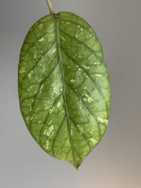 Hoya meredithii Aceh