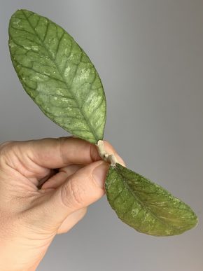 Hoya sp. (Previously vitellinoides)