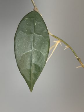 Hoya verticillata Tanggamus