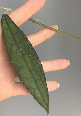 Hoya clemensiorum