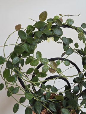 Hoya pulleana - řízek