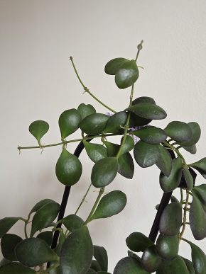 Hoya panchoi - řízek