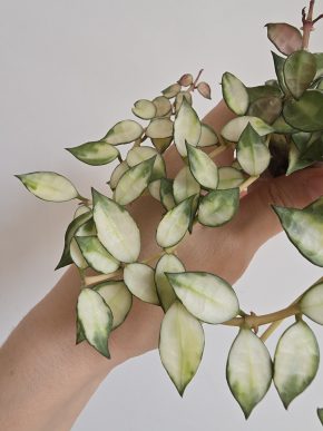 Řízek Hoya lacunosa variegated
