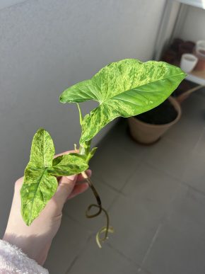 Syngonium Mojito