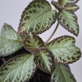 Episcia cupreata sadička