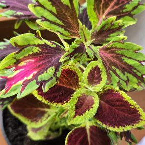 Kopřivy neon střapatá + bordó zelená