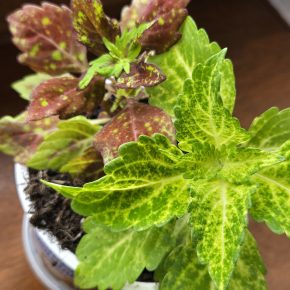 Kopřivy zelenožlutá  + kropenatá