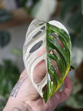 Monstera Adansonii Japanese Tricolor