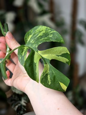 Monstera Minima (Rhaphidophora tetrasperma) variegata
