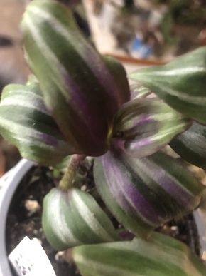 Tradescantia Evanesce - čerstvý řizek