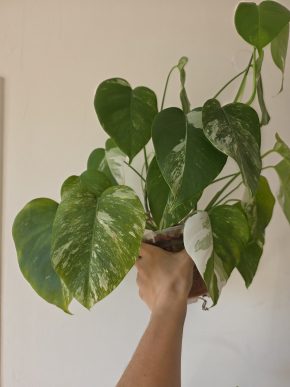 Monstera Deliciosa albo variegata